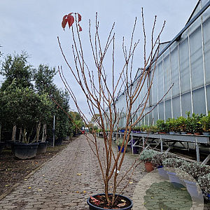 Prunus ser. 'Royal Burgundy' 175-200 cm container meerstammig