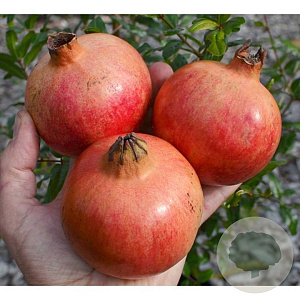 Punica gr. 'Mollar de Elche' 50 cm stam container 30-40