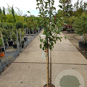 Pyrus c. 'Gieser Wildeman' halfstam 7,5L