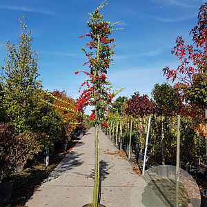 Pyracantha coccinea 120 cm stam container 14-16