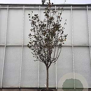 Pyrus communis 100 cm stam container 25-30