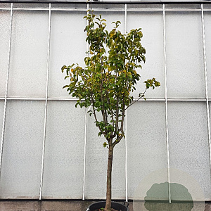 Pyrus pyrifolia 100 cm stam container 25-30