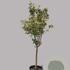 Pyrus pyrifolia 100 cm stam container 25-30
