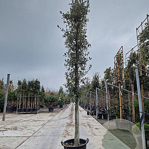 Quercus ilex 100 cm stam container 16-18