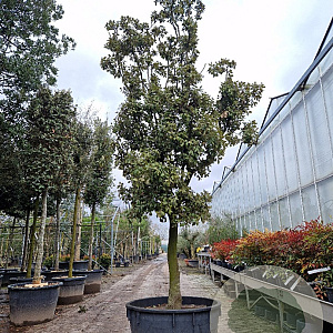 Quercus ilex 100 cm stam container 25-30