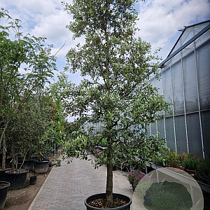 Quercus ilex 100 cm stam container 30-35