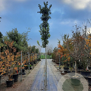 Quercus ilex 10-12 HO container