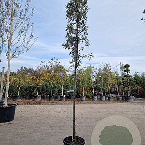 Quercus ilex 150 cm stam container 10-12 leiboom