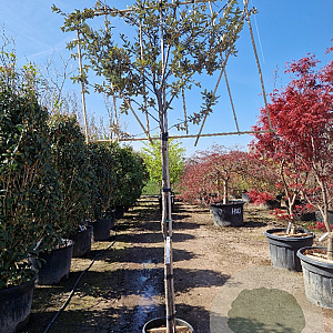 Quercus ilex 150 cm stam container 10-12 lei 150x120