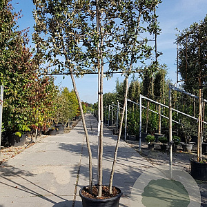 Quercus ilex 150 cm stam container 10-12 lei 150x120
