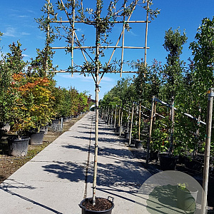 Quercus ilex 160 cm stam container 6-8 lei 150x120