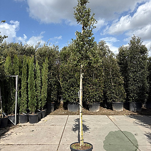 Quercus ilex 160 cm stam container 10-12