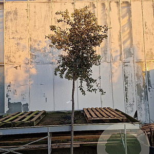 Quercus ilex 160 cm stam container 12-14