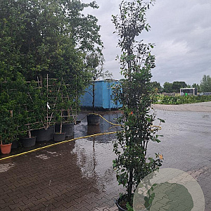Quercus ilex 175-200 cm 35L