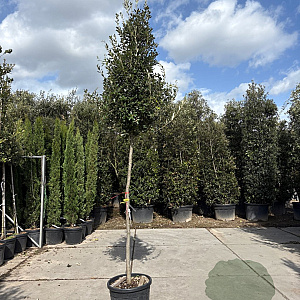 Quercus ilex 180 cm stam container 10-12 hoge lei