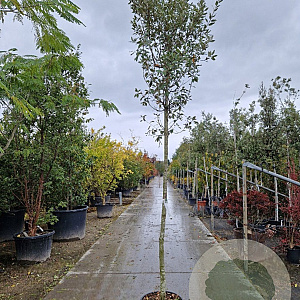 Quercus ilex 180 cm stam container 10-12 hoge lei