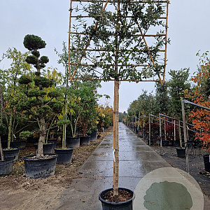 Quercus ilex 180 cm stam container 16-18 lei 180x120