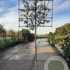Quercus ilex 180 cm stam container 6-8 rek