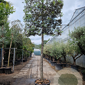 Quercus ilex 180 cm stam container 25-30 lei 180x180