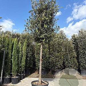 Quercus ilex 180 cm stam container 25-30