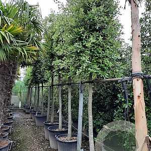 Quercus ilex 180 cm stam container 25-30