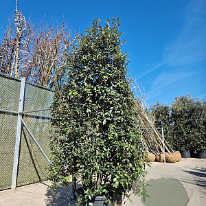 Quercus ilex 200-250 cm cont. 130L meerstammig