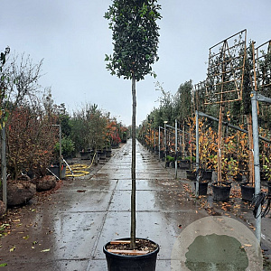 Quercus ilex 200 cm stam container 18-20