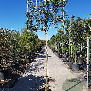 Quercus ilex 200 cm stam container 16-18 lei 150x150