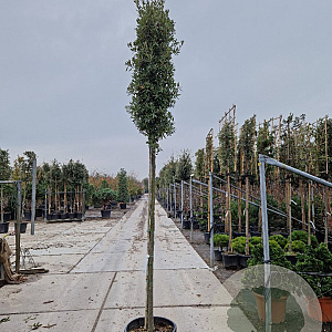 Quercus ilex 200 cm stam container 12-14