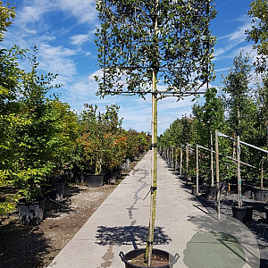 Quercus ilex 200 cm stam container 16-18 lei 150x120