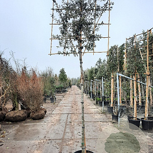 Quercus ilex 200 cm stam container 16-18 lei 150x120