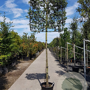 Quercus ilex 200 cm stam container 14-16 lei 150x120