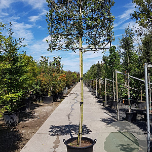 Quercus ilex 200 cm stam container 14-16 lei 150x120