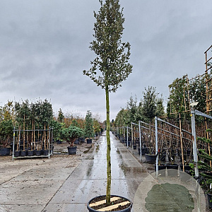 Quercus ilex 200 cm stam container 16-18 leiboom