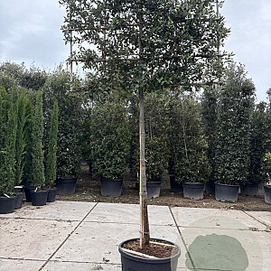 Quercus ilex 200 cm stam container 20-25 lei 125x150