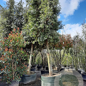Quercus ilex 200 cm stam container 45-50