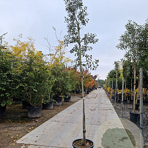 Quercus ilex 200 cm stam container 6-8