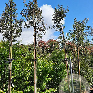 Quercus ilex 200 cm stam container 8-10