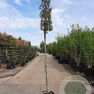 Quercus ilex 200 cm stam container 8-10