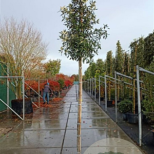 Quercus ilex 200 cm stam container 8-10