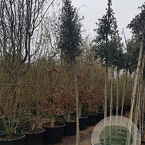 Quercus ilex 200 cm stam container 8-10