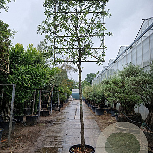 Quercus ilex 220 cm stam container 20-25 lei 120x150