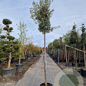 Quercus ilex 220 cm stam container 18-20 lei 150x120