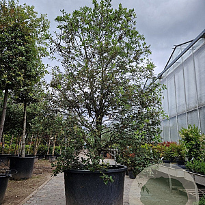 Quercus ilex 250-300 cm cont. 350L meerstammig