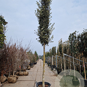 Quercus ilex 25-30 HO container