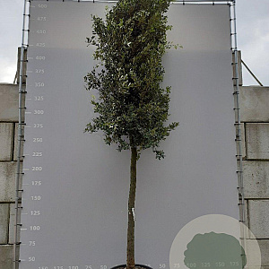 Quercus ilex 25-30 HO container