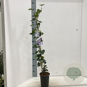Hedera hel. 'Woerner' 70 cm rozenpot 2L met stok
