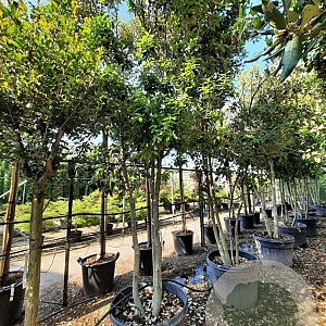 Quercus ilex 300-350 cm container paraplukroon