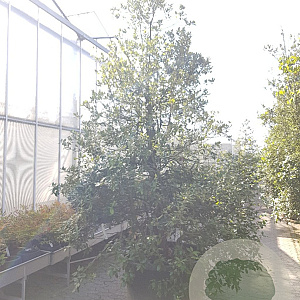 Quercus ilex 300-350 cm container meerstammig