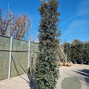 Quercus ilex 300-350 cm container meerstammig